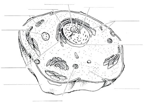The animal cell worksheet in an understanding moderate can be used to check pupils capabilities and understanding by addressing questions. Cell Cycle Drawing Worksheet at GetDrawings | Free download