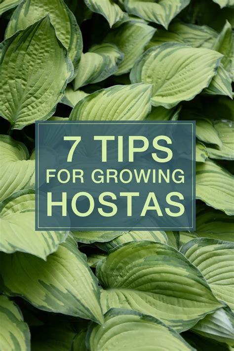 7 Tips For Growing Hostas Longfield Gardens Shade Landscaping