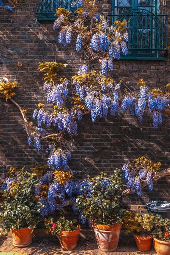 Cozy Terraced Town Houses Covered With Beautiful Wisteria Sinensis In