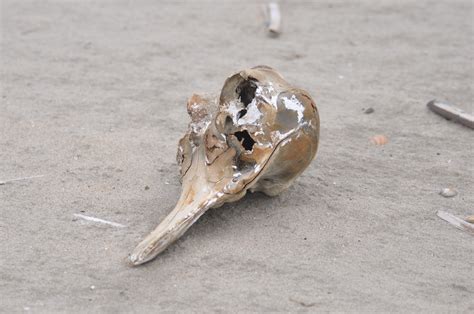Zie bruinvis (doorverwijspagina) voor andere betekenissen van bruinvis. Delta Safari: Schedel bruinvis op Kwade Hoek