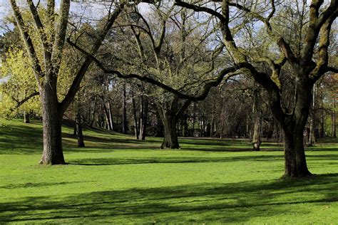 Park With Trees Free Stock Photo Public Domain Pictures
