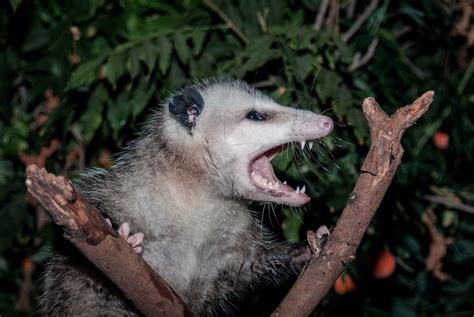 What Are Possums Good For Here S Why You May Actually Want Them In Your Yard