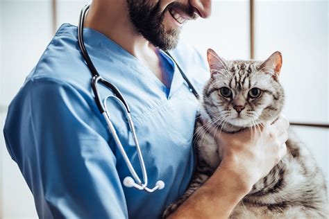 Myths About Pet Spaying And Neutering Forever Vets