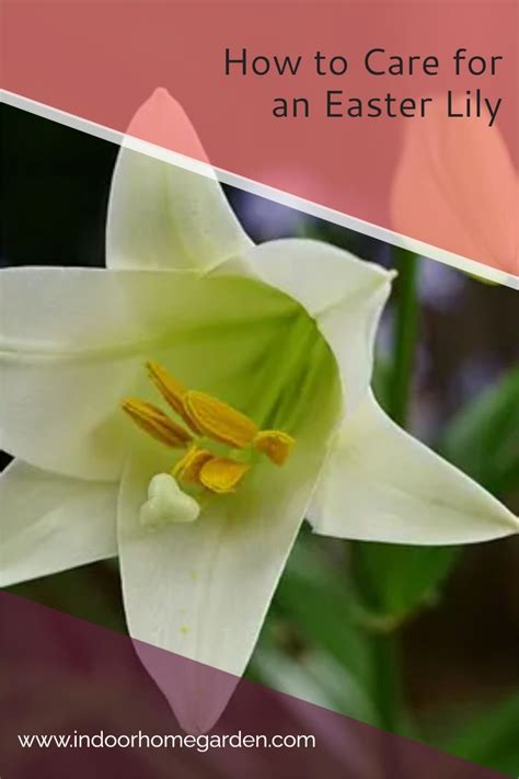 How To Care For An Easter Lily In 2021 Easter Lily Care Lily Plants