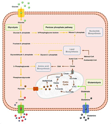 Tumor Cells Metabolism Reprogramming Metabolic Reprogramming Of