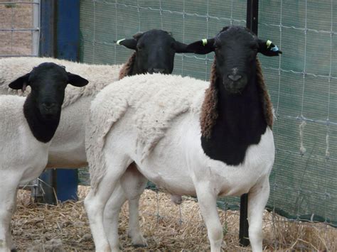 Australian Dorper And Australian White Sheep Cluny Livestock Exports