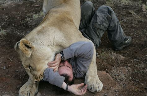 Lion Under Care Of Lion Whisperer Mauls 22 Year Old Woman To Death In