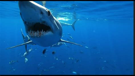 How Mako Sharks Outsmart Their Prey Shark Week 2020 Youtube