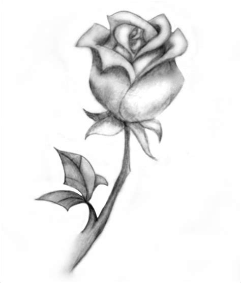 Pencil Drawing Rose