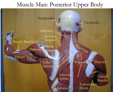 Labelled Muscles Of The Upper Back Upper Back Muscles Man Anatomy How