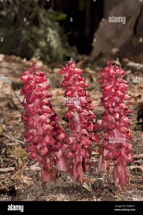 Snow Plant Sarcodes Sanguinea Flowering Parasitic On Fungi In