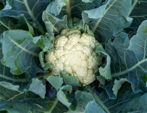 Cauliflower Self Blanche Terra Mater Gardens