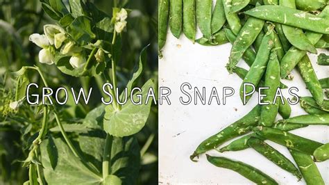 Why You Should Grow Sugar Snap Peas Youtube