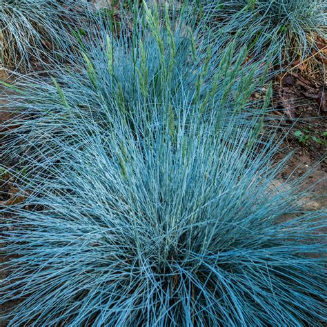Buy Festuca Glauca Intense Blue Fescue Evergreen Hardy Shrub Grass