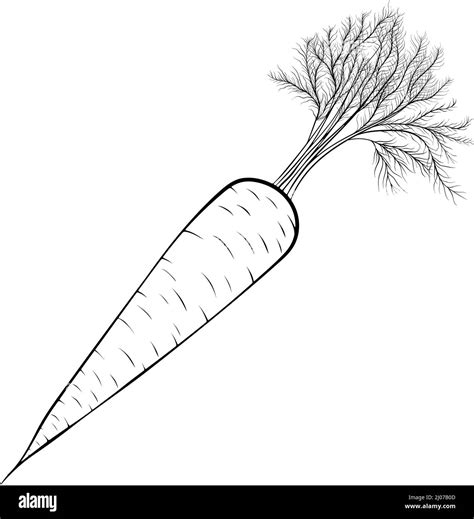 Whole Carrot Line Art Stock Vector Image And Art Alamy