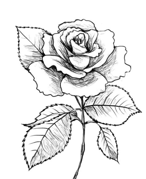 20 Sketsa Bunga Mawar Mudah Di Gambar Dan Sederhana