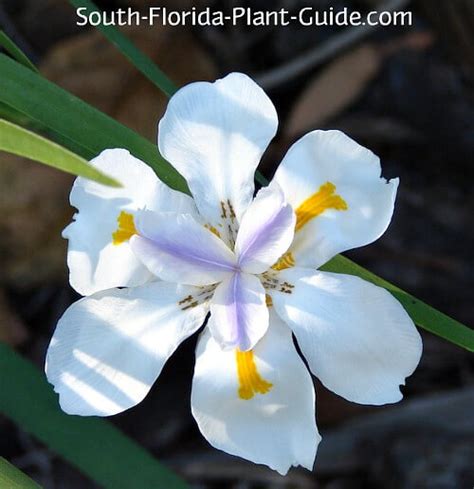 Irises Of South Florida