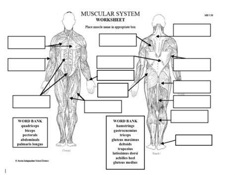 Anatomy Muscle Labeling Worksheet Worksheets For Kindergarten