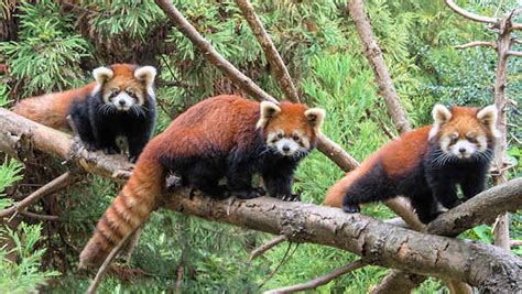 2 Red Panda Cubs Make Public Debut At Prospect Park Zoo Abc7 New York