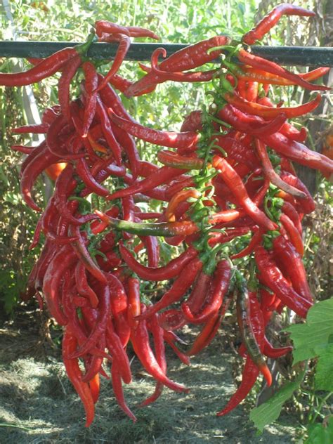 Hot Long Red Slim Cayenne Pepper Capsicum Annuum 30 Seeds