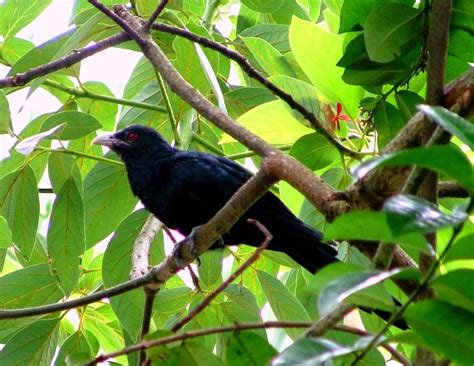 Roshographs More Birds Of Sri Lanka