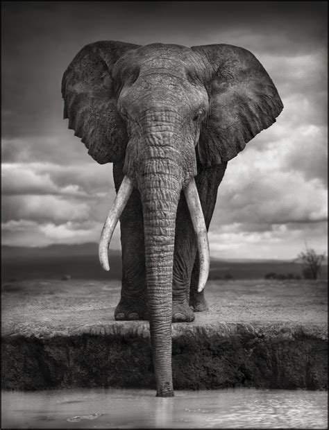 Prickly pear cactus macro close up photography. The Reel Foto: Nick Brandt: Majestic Animal Portraits