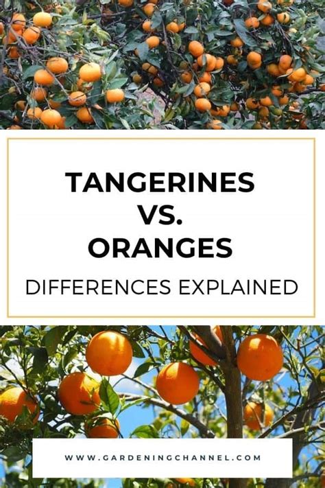 Tangerines Vs Oranges Explained Gardening Channel