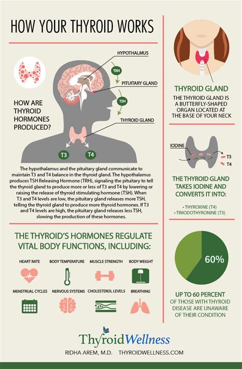 How Your Thyroid Works Thyroid Wellness