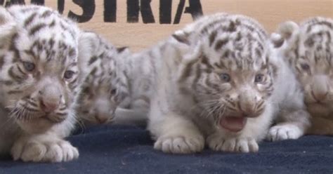 Rare White Tiger Cubs Make Their Public Debut