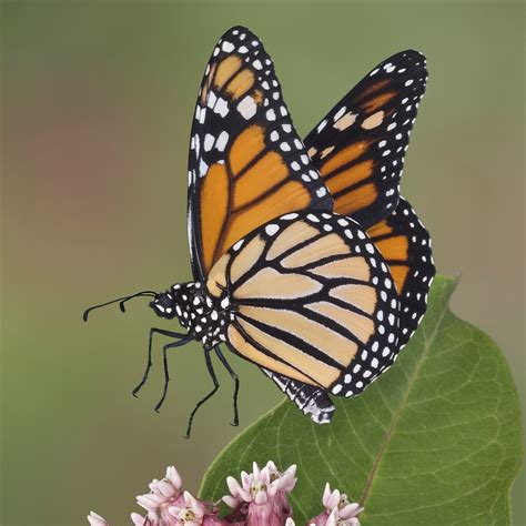 Monarch Wedding Butterflies for release - A Butterfly Release Company, Inc. - Live Butterfly 