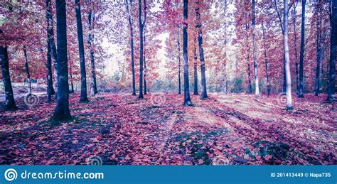Autumn Forest Landscape Magic Cold Colored Morning View Stock Image