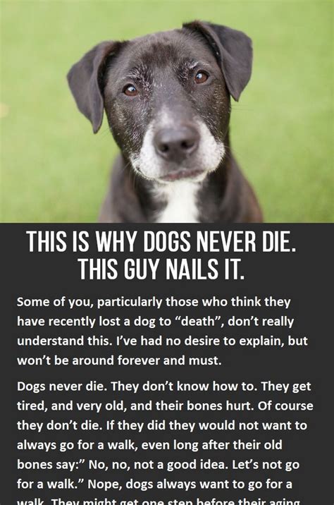 For example, if your pet was a working dog, service animal, or therapy animal, you'll not only be grieving the loss of a companion but also the loss of a coworker, the. This Is Why Dogs Never Die | Losing a dog, Dog quotes, Pet ...