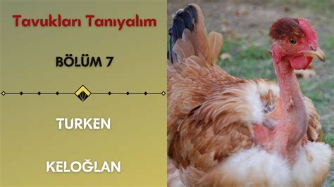 KEL TAVUK Turken Tavukları Tanıyalım Bölüm Turken Tavuk