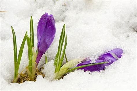 First Spring Crocus Flower On Snow Stock Photo Image Of Head Cold