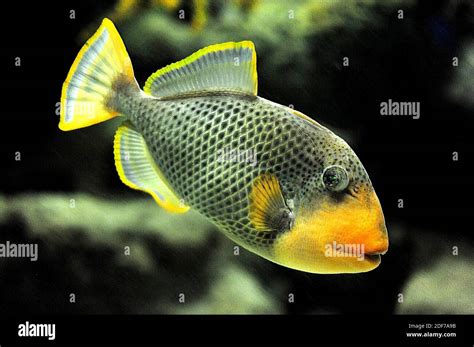 Yellowmargin Triggerfish Pseudobalistes Flavimarginatus Is A Marine