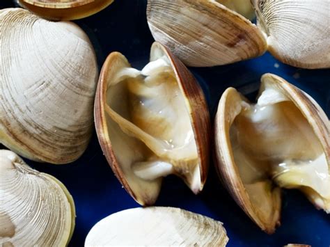 Wie kann man Muscheln kochen und genießen