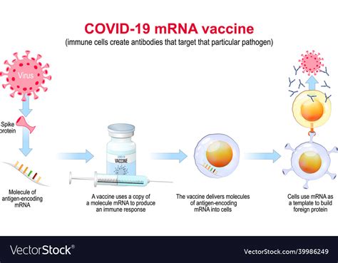 Covid Mrna Vaccine Mechanism Of Action Vector Image