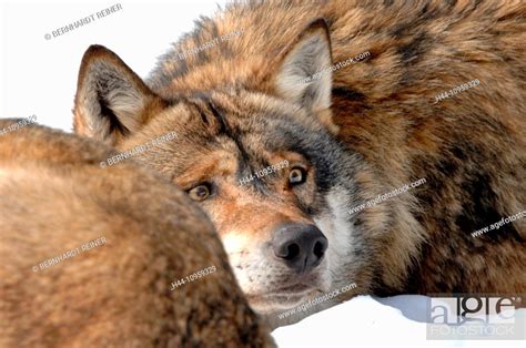 Canis Lupus Canids European Wolf Gray Wolf Predators Wolves