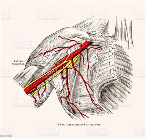 Axillary Arteries Blood Vessels Anatomy 19 Century Medical Illustration