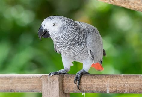African Grey Parrot - mikabirdsfarm.co.uk - Buy African Grey Parrot