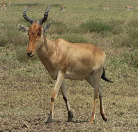 Tora Hartebeest Endangered Animals African Antelope Animal Planet