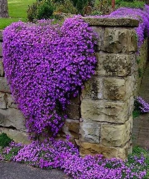 Creeping Phlox Easy Perennials Plants Ground Cover