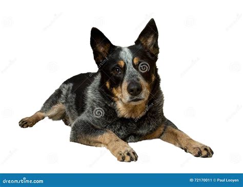 Gray Heeler Dog Photos All Recommendation