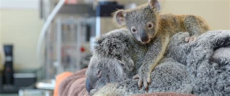Baby Koala Hugs Mom During Surgery After They Were Hit By Car In