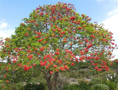 Una volta cresciute e ben coltivate, le piante di glicine sembrano alberi. Ode al "giardiniere comunale" - ArborNauta - Blog - Finegil