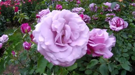Portland Oregon Rose Garden International Rose Test Garden August
