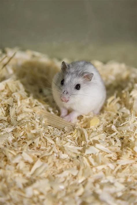 Rodent Hamster Dwarf Hamster Mini Sweet Knuffig Nager Cute
