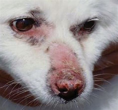 Canine Discoid Lupus Erythematosus Treatment Vet Skin And Ear