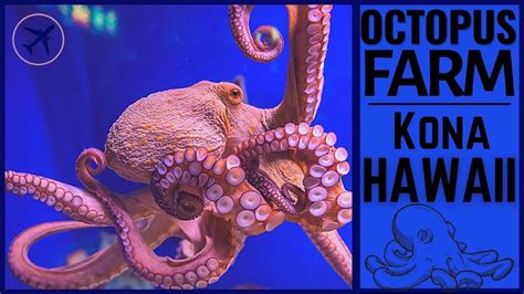 Octopus Farm Kailua Kona Hawaii 2021 Youtube