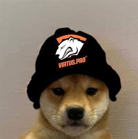 Pin By Stilly On Dog With Hat Dog Images Cute Animals Gamer Pics